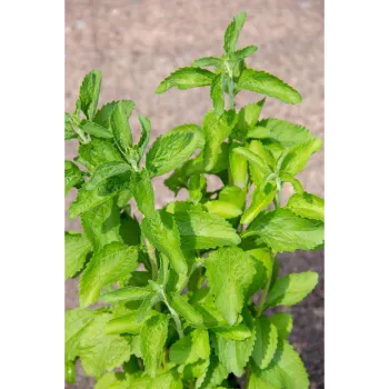 Natural Stevia Plants
